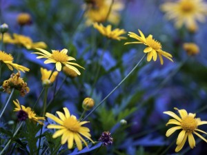 野生菊花可以泡水喝吗