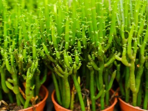 光棍树干瘪了怎么办