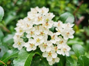 火棘的功效与作用