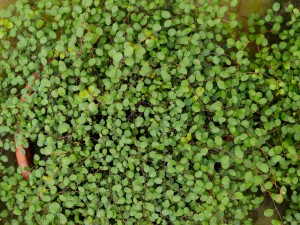 千叶吊兰开花吗