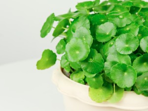 铜钱草怎么养比较大