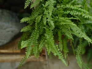 波斯顿蕨叶子发黄怎么办