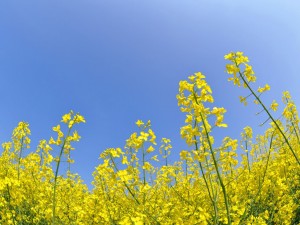 油菜花的花语及传说