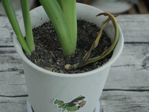 土培风信子的方法