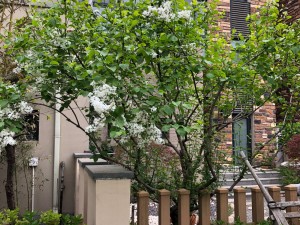 怎么让丁香长不高