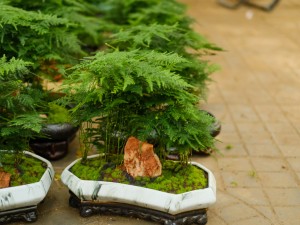 文竹的简易扦插繁殖方法