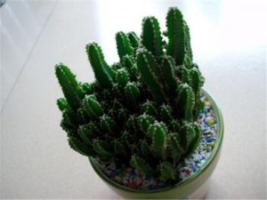 万重山烂根怎么办？