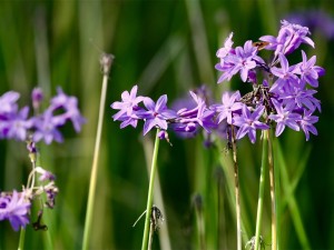 紫娇花常见虫害及防治方法