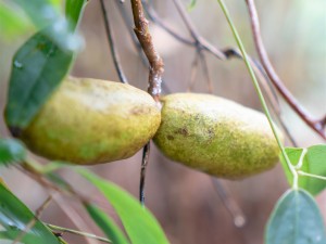 八月瓜的功效与作用