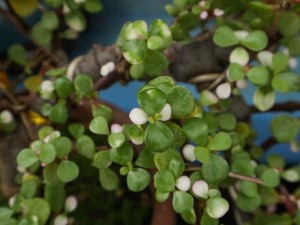 金枝玉叶开花吗