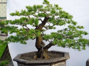 罗汉松叶子发黄怎么办？罗汉松叶子发黄急救方法