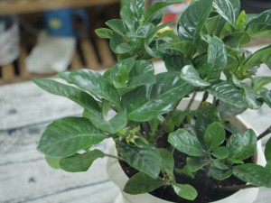 栀子花怎样换盆