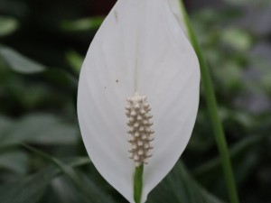 一帆风顺出现绿花怎么回事，怎么处理