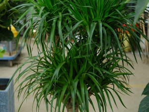 龙血树的主要价值