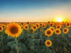 向日葵缺乏营养的症状