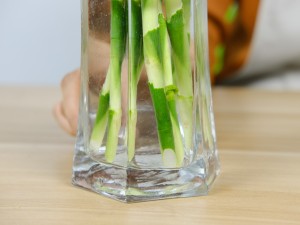 富贵竹竹竿变黄怎么办