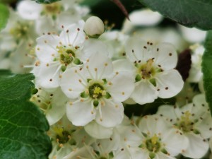 火棘的食用药用作用