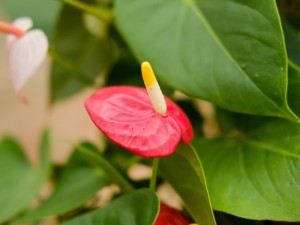 红掌的叶子变焦变黑怎么办