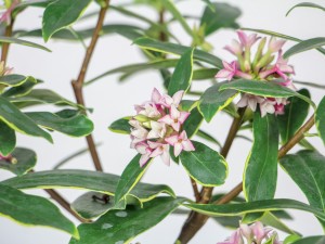 金边瑞香的养殖方法和注意事项