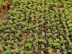 四季海棠不开花应该怎么办