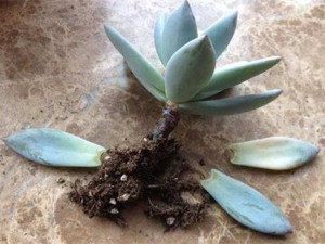 多肉黑腐原因是什么，土壤板结患病害都会引起黑腐