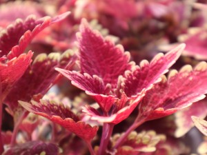 彩叶草怎么施肥好