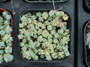 姬星美人叶子发黄怎么办