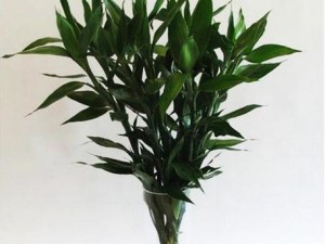 旱伞草（水棕竹）烂根怎么办