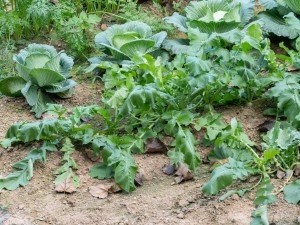 这样腌的萝卜比肉还好吃，没上桌就被抢光了
