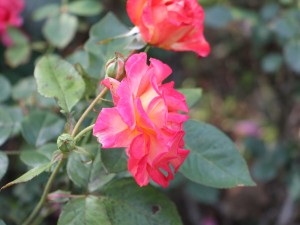 月季叶子卷曲怎么办