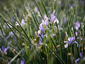 马蔺的虫害及其防治
