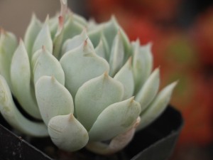 吉娃莲的扦插方法