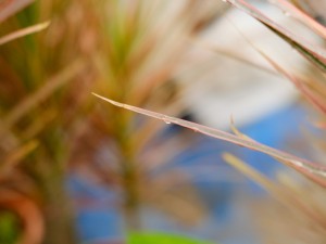 千年木怎么水培