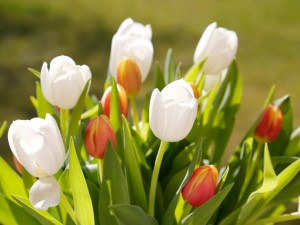 郁金香的功效与作用