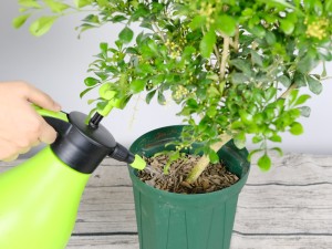 米兰花有哪些虫害