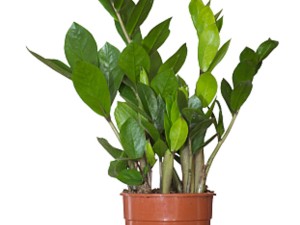 误食金钱树汁液怎么办