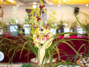 兰花的水培方法和注意事项