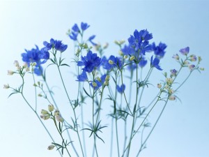 飞燕草的主要价值