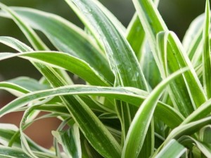 金边吊兰叶子发软无力怎么办