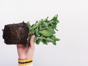 长寿花的叶子发黄干枯