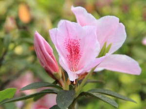 家里杜鹃花叶子发黄是由哪些原因引起的