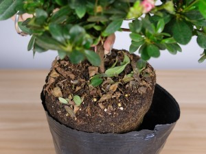 杜鹃花叶子发黑干枯的原因