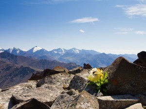 百草之王雪莲花的功效与作用