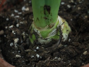 风信子干叶子是怎么回事