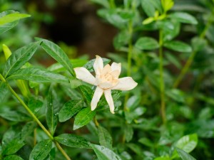 栀子花萎蔫怎么办