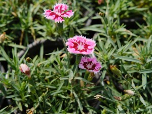 石竹常见品种