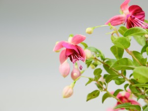 倒挂金钟有毒吗 ?