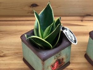 虎皮兰发黄变软原因