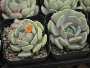 吉娃莲的换盆方法