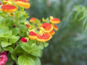 蒲包花的养殖方法和注意事项